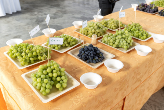 Macfrut Table Grape Symposium